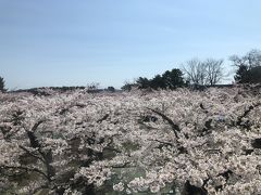 五稜郭の桜が満開！