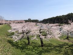 桜の海