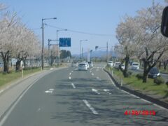 県道の両側に咲いている桜並木。