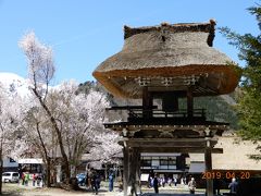 立派な鐘楼と桜と雪山・・・美しい組み合わせです。