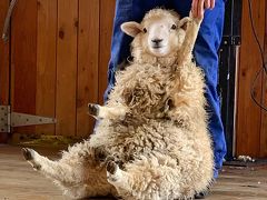 毛を刈られる羊さんが連れて来られました。

な、なんて可愛いの！！！！！
なにこの表情！
可愛すぎる！