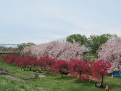 堤防の下にも桜が咲いていて、お花見をしている人たちがいました。