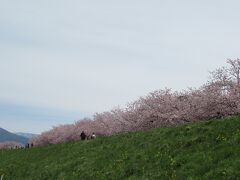 堤防の上に続く桜並木は圧巻でした。