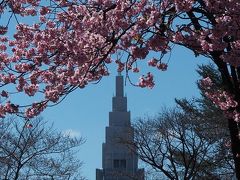 【2019/03/24 新宿御苑】

この頃はヨウコウやコヒガンが
見頃を迎えていました。