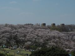 【2019/04/06 根岸森林公園】

さらに1週間後の週末。
もう見ごろは過ぎてるはず…との思いを
見事に裏切ってくれました♪