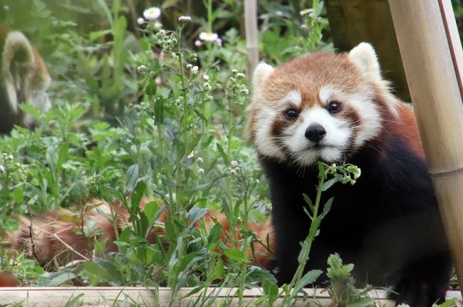 平成最後のレッサーパンダ動物園はgwの埼玉こども動物自然公園 2 午前編 超混雑を凌げたコアラの子供たち詣 日差と新緑の中のレッサーパンダ 他 東松山 埼玉県 の旅行記 ブログ By まみさん フォートラベル 平成最後のレッサーパンダ動物園はgwの埼玉こども動物自然公園 2 午前編 超混雑を凌げたコアラの子供たち詣 日差と新緑の中のレッサーパンダ 他 東松山 埼玉県 の旅行記 ブログ By まみさん フォートラベル
