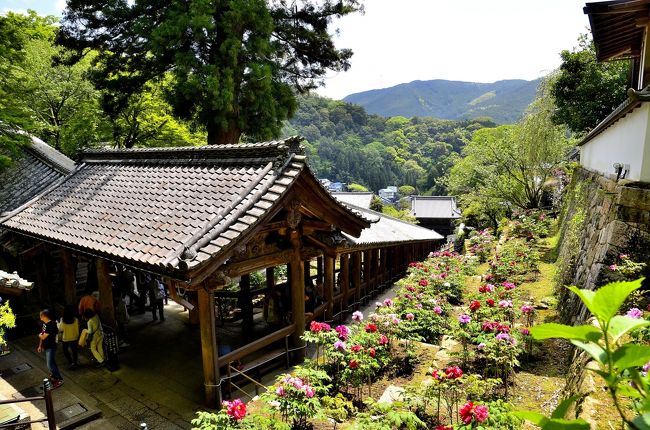 あをによし 隠国の泊瀬逍遥③長谷寺＜前編＞