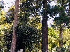 階段上部左側の大きな杉の木。
気多神社の御神木です。