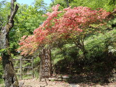 岩殿山丸山公園入口の碑に咲いていたヤマツツジが綺麗でした♪