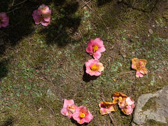 郵便局のT字路を右折したところで、お屋敷の庭に引き寄せられて入ってみました。
椿の花が落ちる素敵な庭でした。