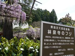 藤の花を見に林泉寺へ。