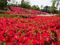 つつじ祭りをやっているそうなので小室山へ。
真っ赤なツツジ～～