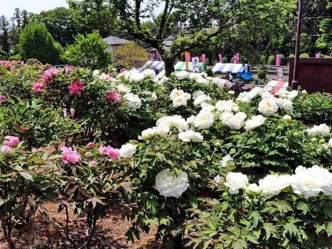 埼玉の花めぐり 東松山 本庄 越生 東松山 埼玉県 の旅行記 ブログ By ペコちゃんさん フォートラベル 埼玉の花めぐり 東松山 本庄 越生 東松山 埼玉県 の旅行記 ブログ By ペコちゃんさん フォートラベル