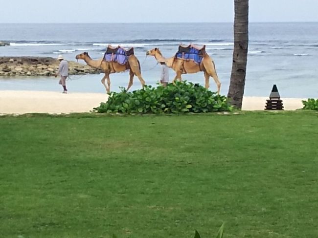 らくださん、てくてく。