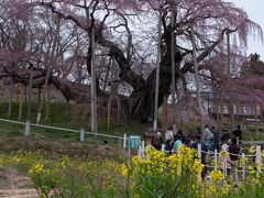 2日目は、日本三大桜の一つ三春の滝桜です。残念ながら３～４分咲きで、本来のゴージャスな姿が見られなかったのがとても残念です。どうせなら前夜のライトアップでも来ていればよかったです。