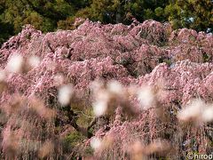 次に訪れたのは、福聚寺のしだれ桜。こちらは、少しは花がありました。
福聚寺は、三春町にある臨済宗妙心寺派の寺院です。ベニシダレザクラで有名です。