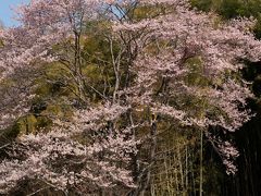 次に訪れたのは、西田町にある雪村庵。室町時代の画僧雪村が晩年を過ごしたと言われる雪村庵を訪れました。当初の予定にはなかったのですが、ツアコンの方が一所懸命に桜が咲いている場所を探してくれて、ここに立ち寄りました。