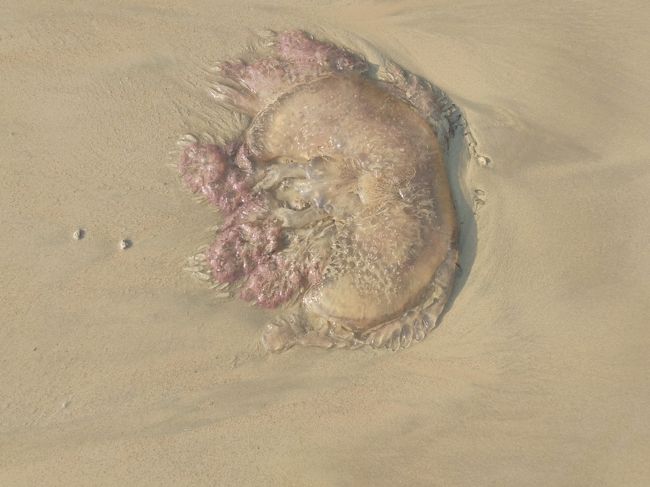 岸に打ち上げられたクラゲの死骸。結構大きいのにびっくり。気を付けたほうがいいみたいです。
