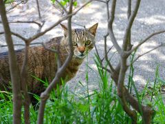 美にゃんですなー。

美術館は撮影ＮＧだったので、写真はありません。
展示内容は、漆塗り会館と似たり寄ったりだったので、来なくても良かったかもと思いました。というか急にお腹が痛くなってしまってテンションだだ下がりだったので、そのせいかもしれません（＞＜）