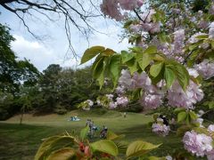 ピンクの山桜です。