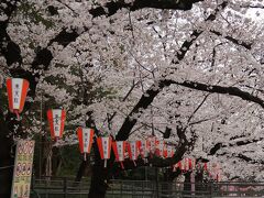 都内桜名所-9　上野恩賜公園　桜並木　　　37/　　　　1