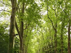 シュノンソー城への小路。私がフランスを訪れたのはちょうど新緑が美しい時期だった。樹木の匂いが香ってくる。時間が許すならゆっくり歩きたい道だ。