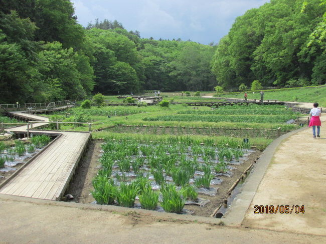 東青梅 塩船観音ハイキング 3 吹上菖蒲園を経て塩船観音寺へ 青梅 東京 の旅行記 ブログ By ちゃおさん フォートラベル 東青梅 塩船観音ハイキング 3 吹上菖蒲園を経て塩船観音寺へ 青梅 東京 の旅行記 ブログ By ちゃおさん フォートラベル