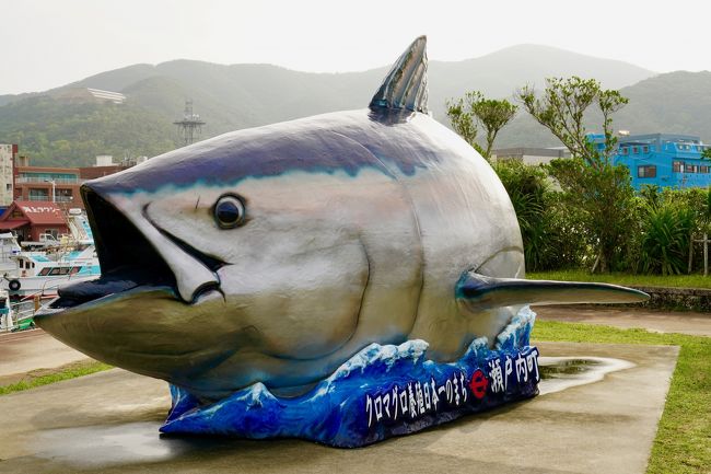 ☆ 貴重！加計呂麻島 WD アマミコカブト 1♂2♀トリオ ☆ 世界最高峰アルティメットミカカブクワ