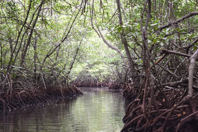 シュノーケルの後は、マングローブ林を小舟で探検。SUPも体験してみたかったな。