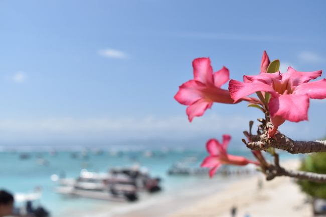 ランチの後は島内観光。トラックの荷台にベンチをつけた車で向かいます。