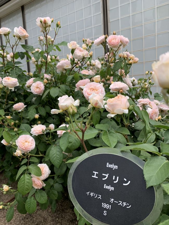 薔薇の季節 に心惹かれて 満開の中之島バラ園19 心斎橋 淀屋橋 大阪 の旅行記 ブログ By 緑川緑子さん フォートラベル 薔薇の季節 に心惹かれて 満開の中之島バラ園19 心斎橋 淀屋橋 大阪 の旅行記 ブログ By 緑川緑子さん フォートラベル