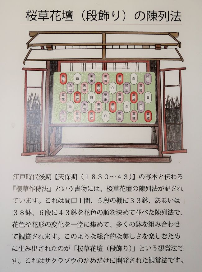 佐倉-4 くらしの植物苑a 桜草の栽培史を学ぶ ☆サクラソウは日本 佐倉-4 くらしの植物苑a 桜草の栽培史を学ぶ ☆サクラソウは日本
