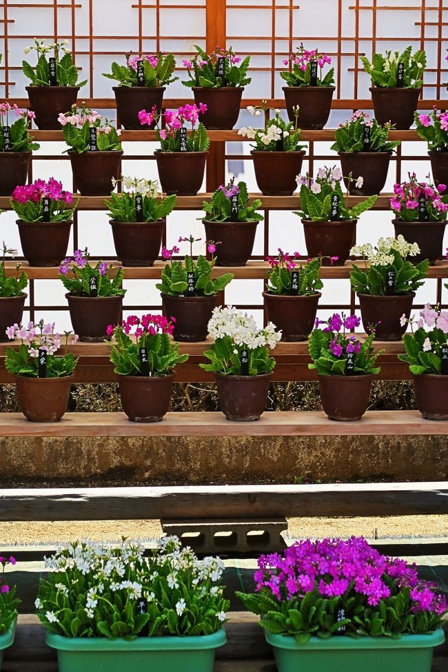 佐倉-4 くらしの植物苑a 桜草の栽培史を学ぶ ☆サクラソウは日本 佐倉-4 くらしの植物苑a 桜草の栽培史を学ぶ ☆サクラソウは日本