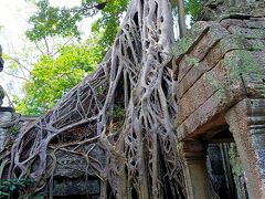 スゴイ！凄い！(´⊙ω⊙` )台南の安平樹屋の
でかいバージョンです！