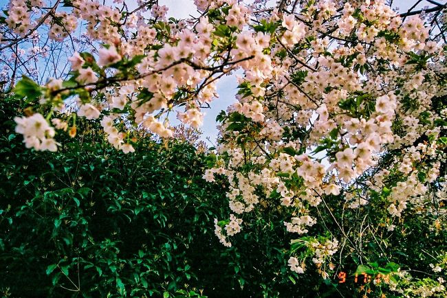 そして空に広がる桜の花。