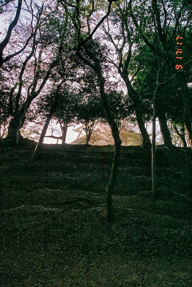 山の岩盤に築かれた石垣はこんな感じや…。