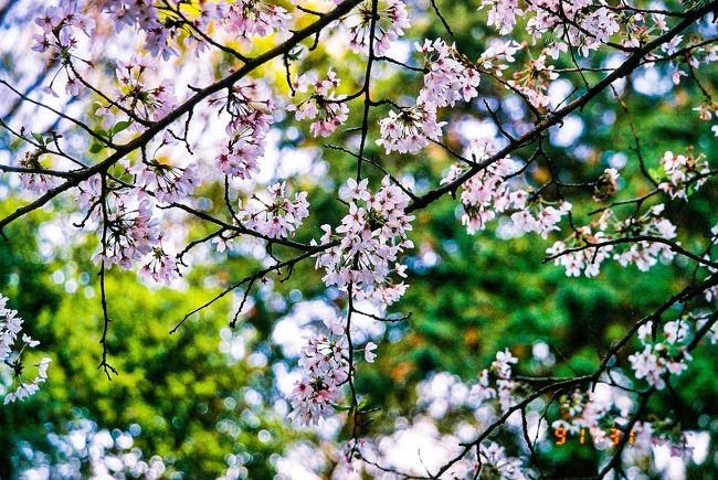 そんな観音洞にも桜が咲いていました。