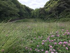 せっかく三崎まで来たので観音崎に寄ってから帰る？？？って
ことで、向かいました～

ホントは「くりはま花の国」のポピーが見頃…という情報があったので行きたかったけど、、、男２人と一緒に花見てもなぁ～～～(+_+)
娘とだったら絶対にポピーだけど…今回は諦めて観音崎へ、、、