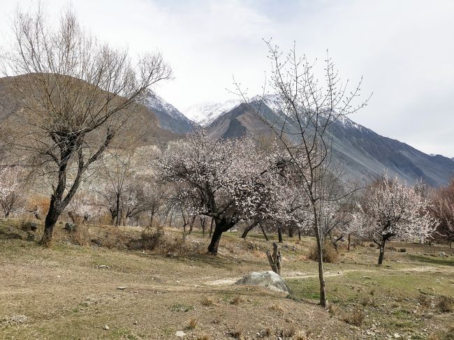 標高が約2500ｍと高いフンザ（カリマバード）付近は、今年はアンズの開花が遅く、ほとんど咲いていません。<br /><br />しかし、少し下ると道の両側には、あそこにも、ここにも････と、アンズの<br />花盛りです。<br /><br />そういうなかでも、山並みもきれいな、のどかな村の中を散策できるところを･･･ということで、Niltまで下った次第です。