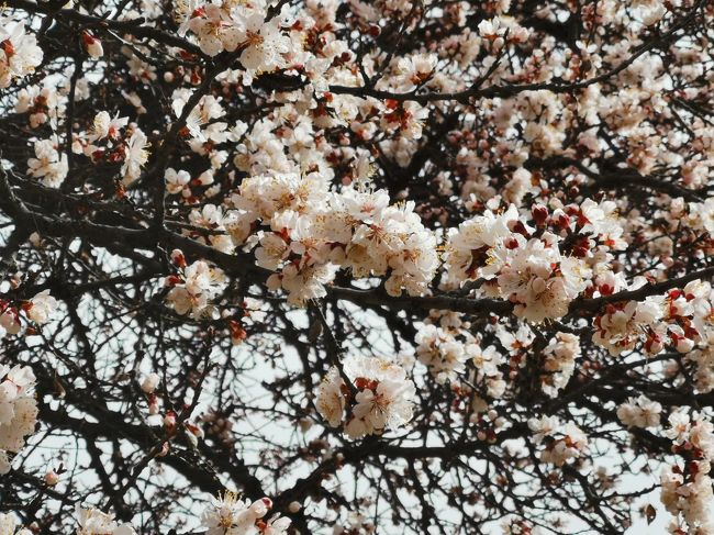 サクラと同様にバラ科ですから、よく似ています。