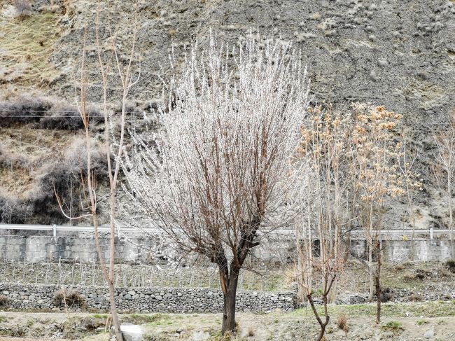 こちらは･･･忘れました。アンズとは雰囲気が違うようにも。
