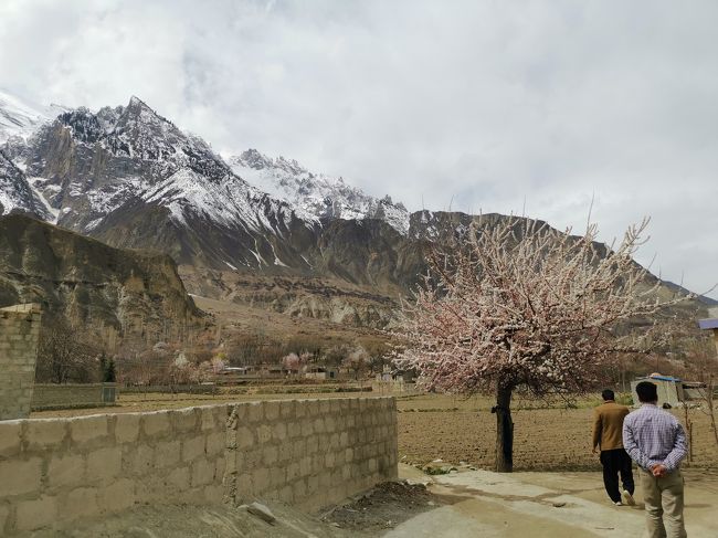 集落を抜けて、田んぼのアンズの中を散策