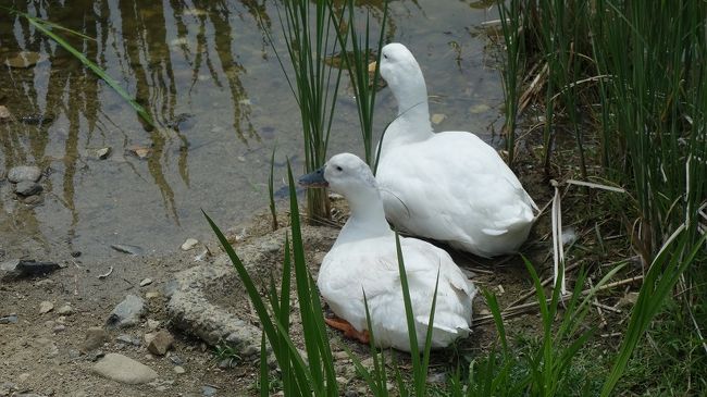 　世界遺産など関係無いという白鳥は御廟山古墳の主ですが、生き物は登録されません。