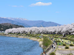 武家屋敷通りを歩いたあとは角館で桜の有名な桧木内川へ。
見事に桜咲いていますね～。