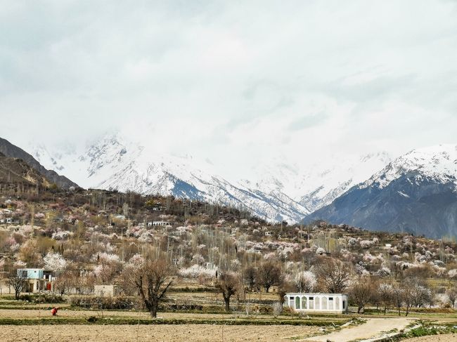 斜面全体がアンズの花で色づいています。