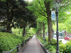 【山下公園沿道】並木道がムード有り
腕組む相手がいればの話ですが.......