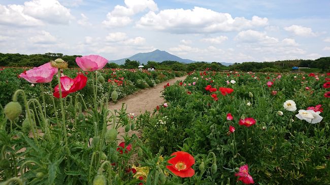 鬼怒川と小貝川の河川敷にある２つのポピー畑に行ってきました 結城 下妻 茨城県 の旅行記 ブログ By 16mastさん フォートラベル