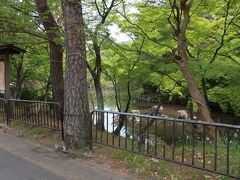 円山公園の池にそって歩く
地図で見ると円山公園からかなり奥まったように感じたけど
実際歩くとそこまで遠くは感じなかった