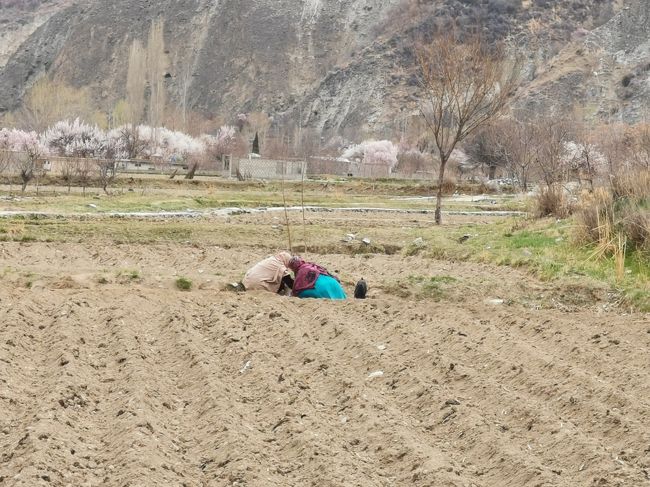 農作業中の女性