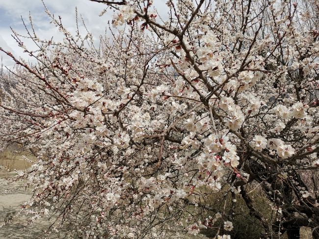 以上で、お花見ウォーキングを終了。<br /><br />アリーアバードに戻って昼食をとることに。<br />